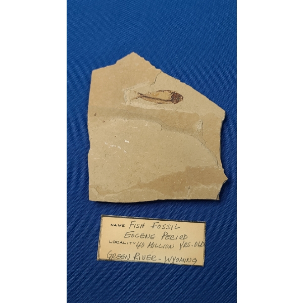 Eocene Period Fish Fossil Possibly 40 Million Years Old From The Green River In Wyoming 