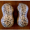 Image 1 : Porcelain Peanuts with Explicit Images on Other Side and "Heads/Tails" Coin of a Woman