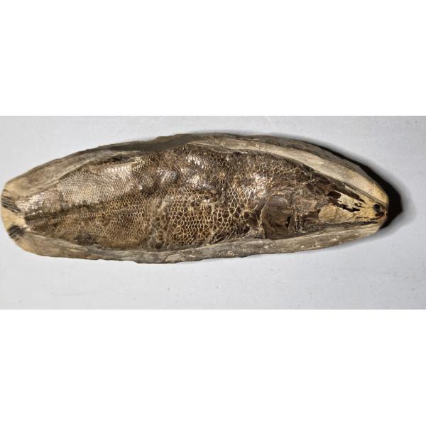 Very Interesting Vinctifer Comptoni Fossil 