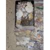 Image 7 : Amazing Collection of Sea Shells, Coral, Driftwood, Plant Life and More
