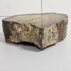 Image 2 : Polished Slab of Petrified Wood Displaying Visible Cellular Structure