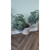 Image 1 : PICKUP IN NORTHFIELD - Live Potted Plant As Shown - See Pics 