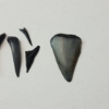 Image 4 : Lot of Assorted Shark Teeth and Arrowhead
