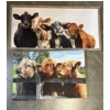 Image 1 : Cow Wall Hanging Photos in Frames - Adorable! - 16x24" & 16x32"