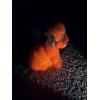 Image 5 : Adorable Degenhart Uranium Glass Dog Figurine - Dark Ivory Slag - ~2.5 inches