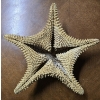 Image 3 : Starfish Fossil 12" and 2 Pyrite Mineral Specimens