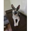 Image 2 : German Shepherd Statue 19x13