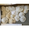 Image 3 : Interesting Rock Collection & Literature And Large Collection Of Natural Sand Dollars In Various Siz