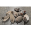 Image 1 : Nine Life Size Floating Duck Decoys 