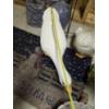Image 2 : Louisville Home Pickup - Group Lot - Ceramic Yard Decor Figures - Ducks , Frogs - See Pics