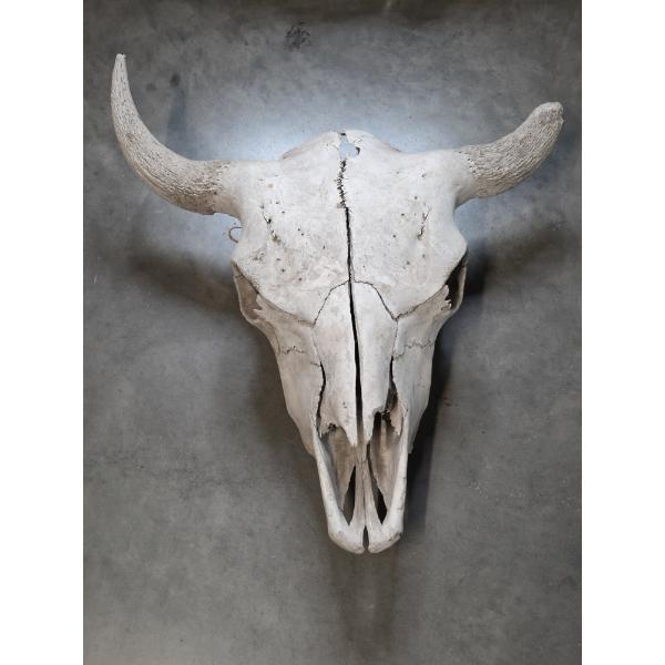 Real 22'' Bull Skull 