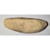 Image 3 : Very Interesting Vinctifer Comptoni Fossil 