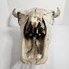 Image 2 : American Bison Skull