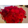 Image 2 : Perfect Large Holiday Artificial Holly Plant As Shown 