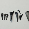 Image 3 : Lot of Assorted Shark Teeth and Arrowhead