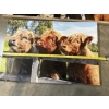 Image 5 : Cow Wall Hanging Photos in Frames - Adorable! - 16x24" & 16x32"