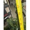 Image 4 : *Pick Up At Mantua Home-No Shipping Available* 4 Foot Christmas Tree with Bulbs & Ornaments 