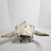 Image 5 : American Bison Skull