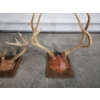 Image 3 : Two Mounted Deer Antlers on Plaques