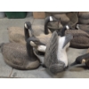 Image 2 : 13 Floating Life Size Plastic Canada Goose Decoys, Weights & Storage Bags 