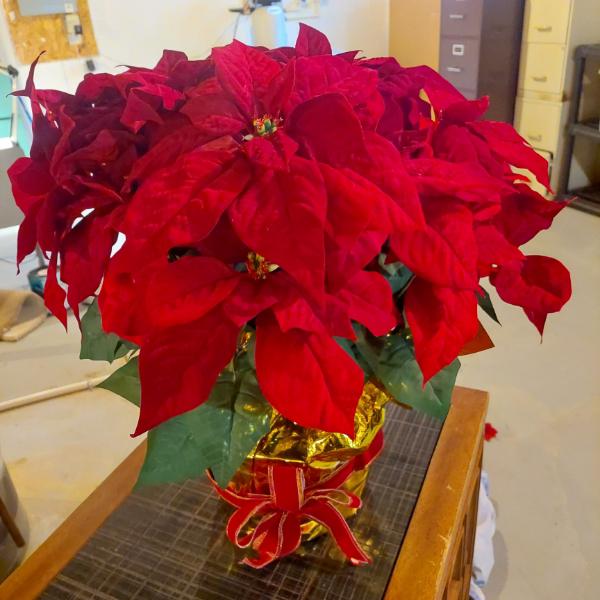 Perfect Large Holiday Artificial Holly Plant As Shown 