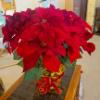 Image 1 : Perfect Large Holiday Artificial Holly Plant As Shown 