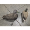 Image 5 : Eleven Life Size Floating Duck Decoys 