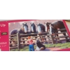 Image 4 : 3 Jigsaw Puzzles As Shown