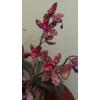 Image 2 : 21 Inch Tall Orchid Decor Plant As Shown - Nice Condition