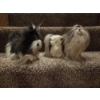 Image 1 : Shihtzu Group. Mouse Pad, New Ornaments, Life Like Replica Dogs, Books & More