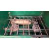 Image 5 : (3) Coleman 2- Burner Portable Camping Stoves & Propane Torch