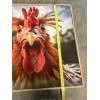 Image 2 : Chicken Wall Hanging Photos - One Frame is Broken - Chicken Eating an Egg - Wild Chicken - 20x20" 
