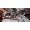 Image 2 : Taxidermy Specimen Of American Wood Duck On Wall Mount Shown In Photo- Intact As Is - Handle W / TLC
