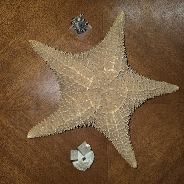 Starfish Fossil 12" and 2 Pyrite Mineral Specimens