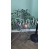 Image 3 : PICKUP IN NORTHFIELD - Potted Christmas Cactus Live Plant With Stand As Shown - See Pics 