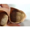 Image 5 : Two Unsearched Rolls and (13) Loose Lincoln Memorial Cents Face Value ~$1.13