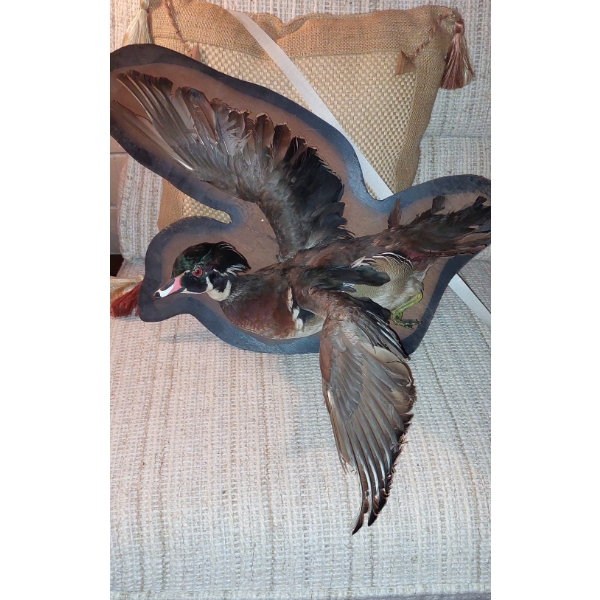 Taxidermy Specimen Of American Wood Duck On Wall Mount Shown In Photo- Intact As Is - Handle W / TLC