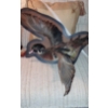 Image 1 : Taxidermy Specimen Of American Wood Duck On Wall Mount Shown In Photo- Intact As Is - Handle W / TLC