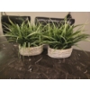 Image 1 : Two Perfect Faux Spider Plants And 2 Pretty Pier 1 Matching Vases