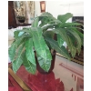 Image 2 : Gorgeous Full Spread Large Leaves Plant & Bucket - 29" Tall Overall