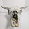 Image 2 : Weathered Sun Bleached Domestic Cattle Skull With Horns