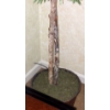 Image 3 : 5 Ft Ficus Tree As Shown In Excellent Condition
