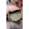 Image 4 : Box Of Assorted Rolls Of Lincoln Wheat, Lincoln Memorial & Indian Head Cents - Face Value: $25.00