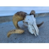 Image 3 : Ram Skull Taxidermy