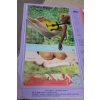 Image 3 : Risque' Continuation Of 1971 Salesman Sample Calender Grouping - See All The Pictures !   Smile!
