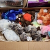 Image 5 : HUGE Assortment of Collectible Plushies & Beanie Babies Including New in the Box Care Bear