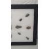 Image 4 : Framed Collection Of (15) Arrowheads