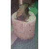 Image 3 : Rare Forged Anvil Vise Mounted On Log Section - Heavy  - Works Fine