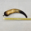 Image 8 : Vintage Black Powder Horn with Wooden Plug & Spout – Approx. 9"