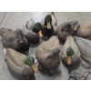 Image 2 : Eleven Life Size Floating Duck Decoys 